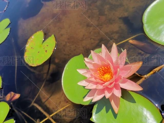 ֲ