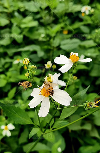 ԭ(chung)ֲﻨܰɫSɫ۷3