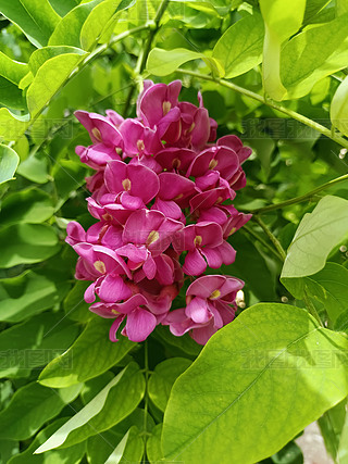 ΨrزĈDƬ