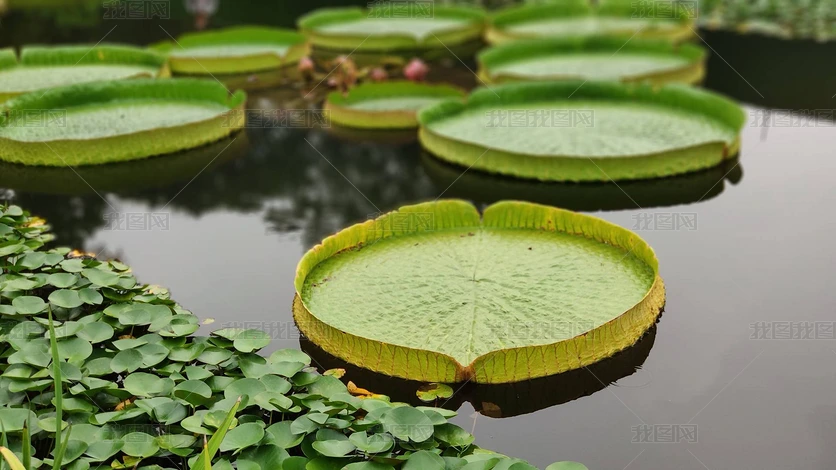 ļ