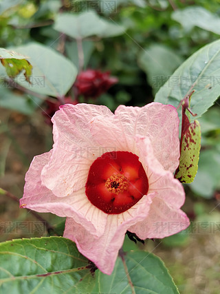 ҰֲNӳõ񻨶(sh)tK껨