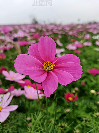 ԭ(chung)ҼtɫɣzӰD