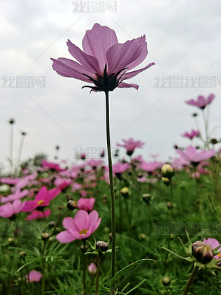 ԭ(chung)ɣɫzӰD2