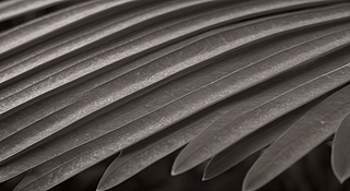 ֲ~Ƭɫձyزĵ׼yDNDƬ