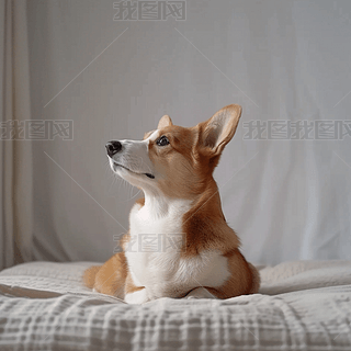 »Ȯﹷ(bo)O(sh)Ӌ(j)زĸzӰD