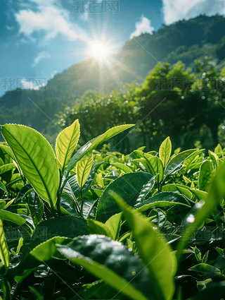 Gɫ@~ɽV溣(bo)zӰDز