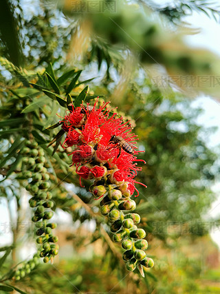 ԭ(chung)X֦tǧӔzӰD