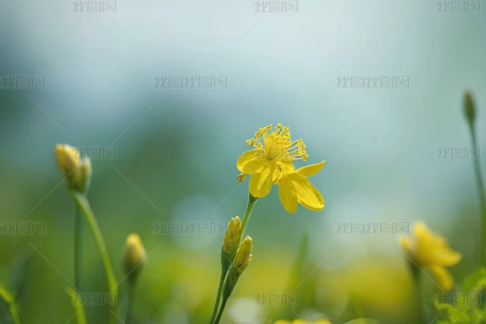 ӭS