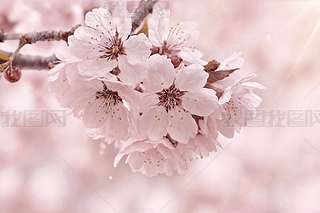 һMѻDƬ