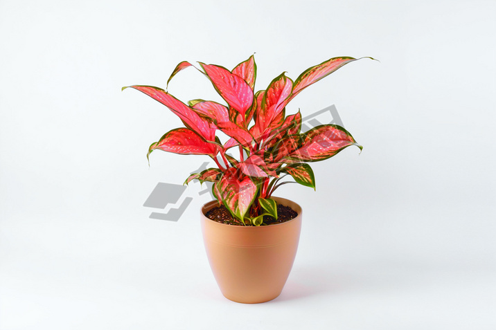 һзۺɫAglaonemaֲͼƬ