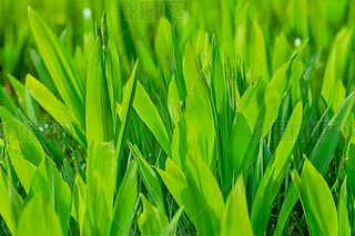 ҰֲĔz}컨ƺGɫSβ~ӈDƬ