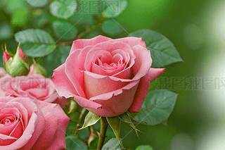 ۼtɫõ廨ʢ_Ȼ(f)ƿgDƬ