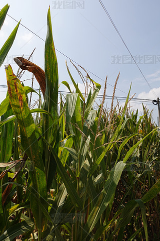 ׵r(nng)a(chn)ƷZʳzӰD