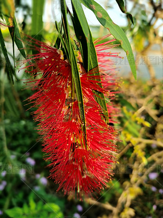 ԭ(chung)X֦tǧӔzӰD2