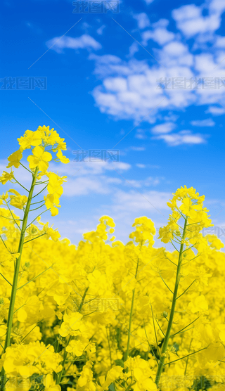 zӰDͲ˻ʢ_{(ln)캣󱳾