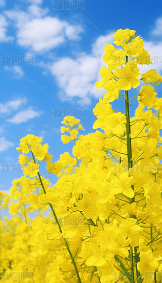 zӰDͲ˻ʢ_{(ln)캣󱳾