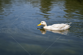 һֻɫëӛ]˳߅ӾDƬ