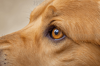 ɫȮȮ^۾ë،(xi)DƬ