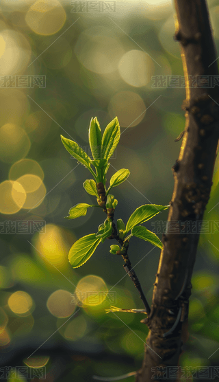 ݘľlѿ¶ˮlѿC