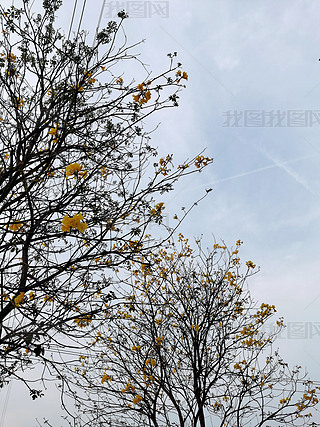 ԭ(chung)ʢ_SL(fng)ľzӰD