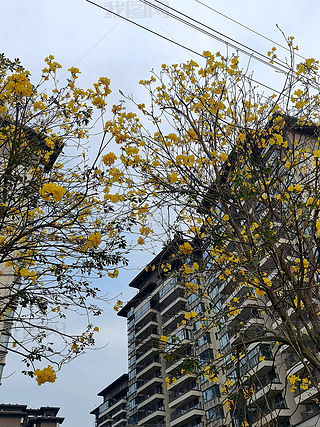 ԭ(chung)ʢ_SL(fng)ľzӰD2