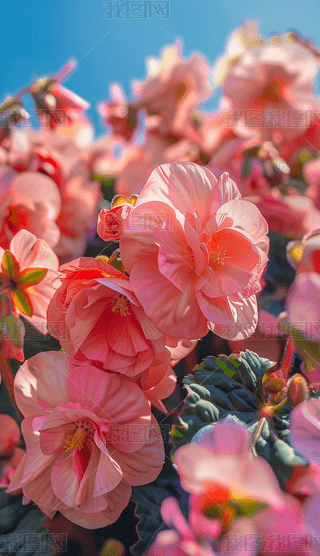 zӰDļ亣ķɫʢ_(ki)