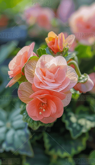 zӰDļ亣ķɫʢ_(ki)