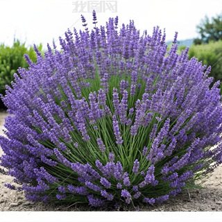 ޹²ֲﻨ(chng)zӰDO(sh)Ӌ(j)زĄ(chung)