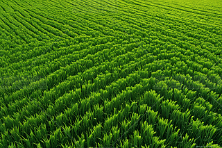 GɫСr(nng)I(y)@LDƬ