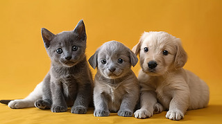 »Ȯƹgɐ򼃷NȮ̩ϱ