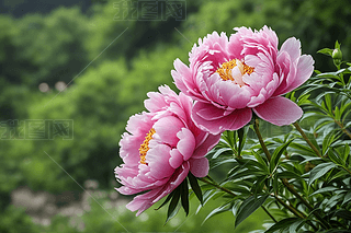 (gu)ɫĵ،(xi)ƷV汳DL(fng)ڼDƬ