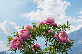 ĵɫŶF(tun)\L(fng)ڼDDƬ