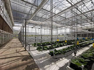 r(nng)ԺƼNֲԷNֲ߲˜