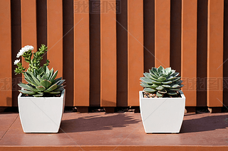 ɷNֲɫF(xin)bDƬ