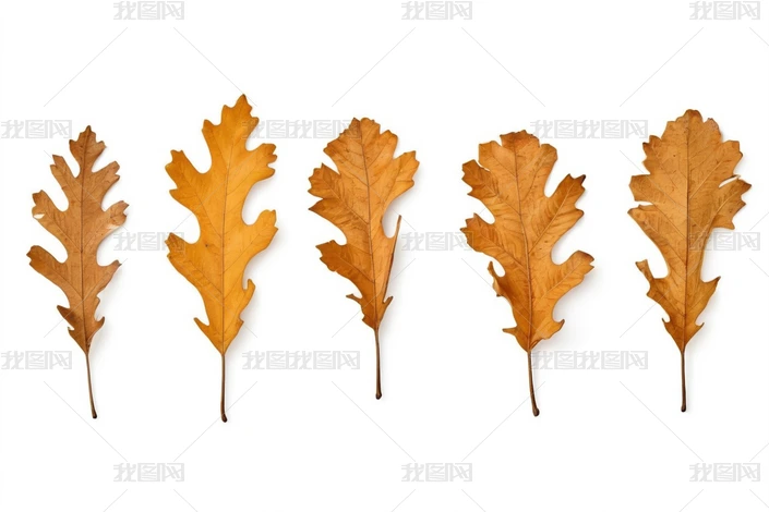 ֲ