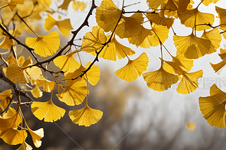 r(sh)(ji)yӘ~ӶSˈDƬ