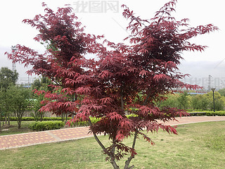 ȻҰt~~ݵؾGL(fng)L(fng)ֲ