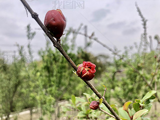 ȻҰݵؾGʯ񻨰L(fng)L(fng)ֲ