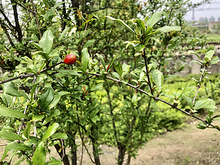 ȻҰݵؾGʯ񻨰L(fng)L(fng)ֲ