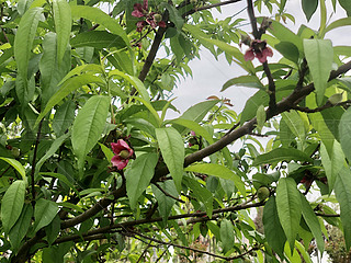 ȻҰ⻨tG~L(fng)L(fng)ֲ