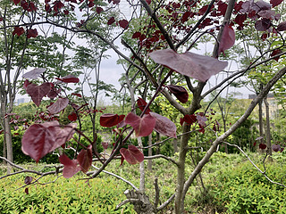 ȻҰt~G~L(fng)L(fng)ֲ