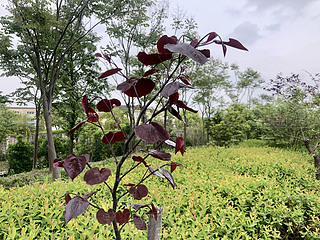 ȻҰt~G~GֲݵL(fng)L(fng)ֲ