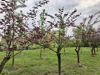 ȻҰt~GGֲݵL(fng)L(fng)ֲ