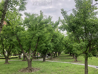 ȻҰGGֲݵL(fng)L(fng)ֲ