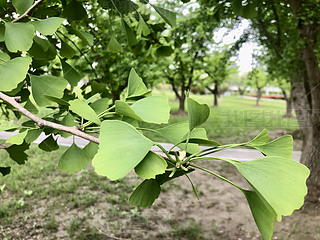 ȻҰGGֲyӘݵL(fng)L(fng)ֲ