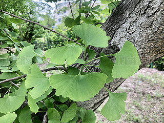 ȻҰGGֲyӘݵL(fng)L(fng)ֲ