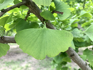 ȻҰGGֲyӘݵL(fng)L(fng)ֲ