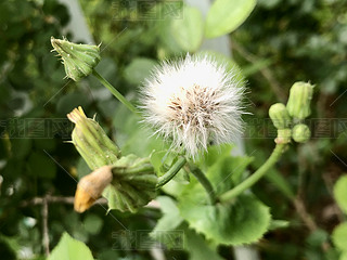 ȻҰGֲG~ɫѹӢL(fng)L(fng)ֲ