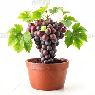 ԸzӰD(jin)sL(fng)̘I(y)ز