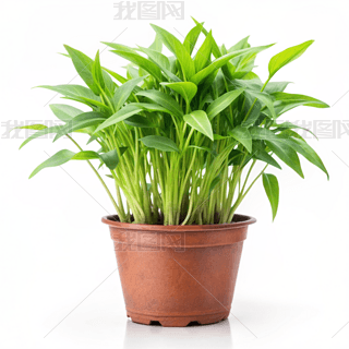 Ĳ˾GɫֲԺsL(fng)zӰD̘I(y)ز